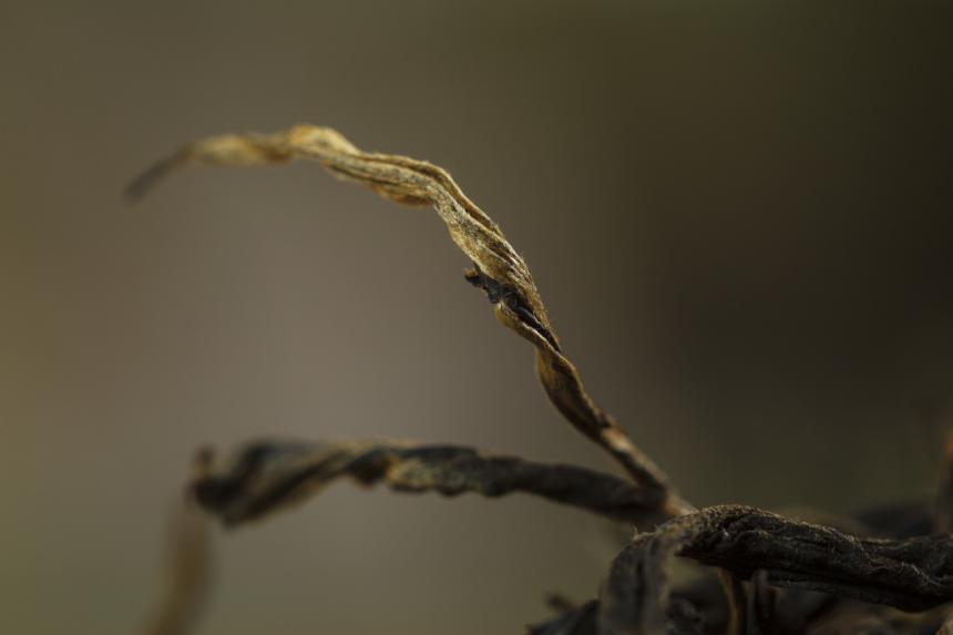 丑陋的何止小学教材！茶圈精日分子吹捧日本茶道！提防险恶用心